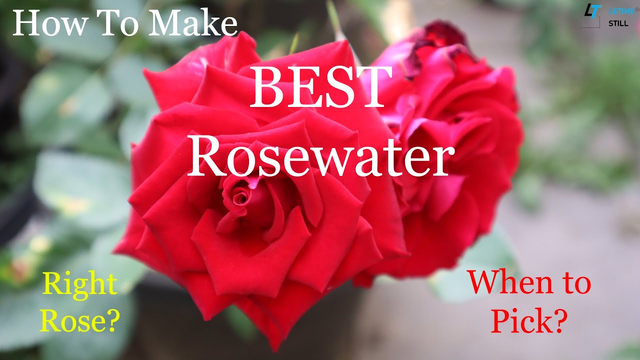 Make the Best Rose Water at Home by Steam Distillation, Right Types of Roses, When to Pick Roses