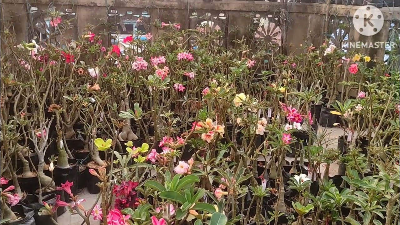 Summer Adenium Garden Overview