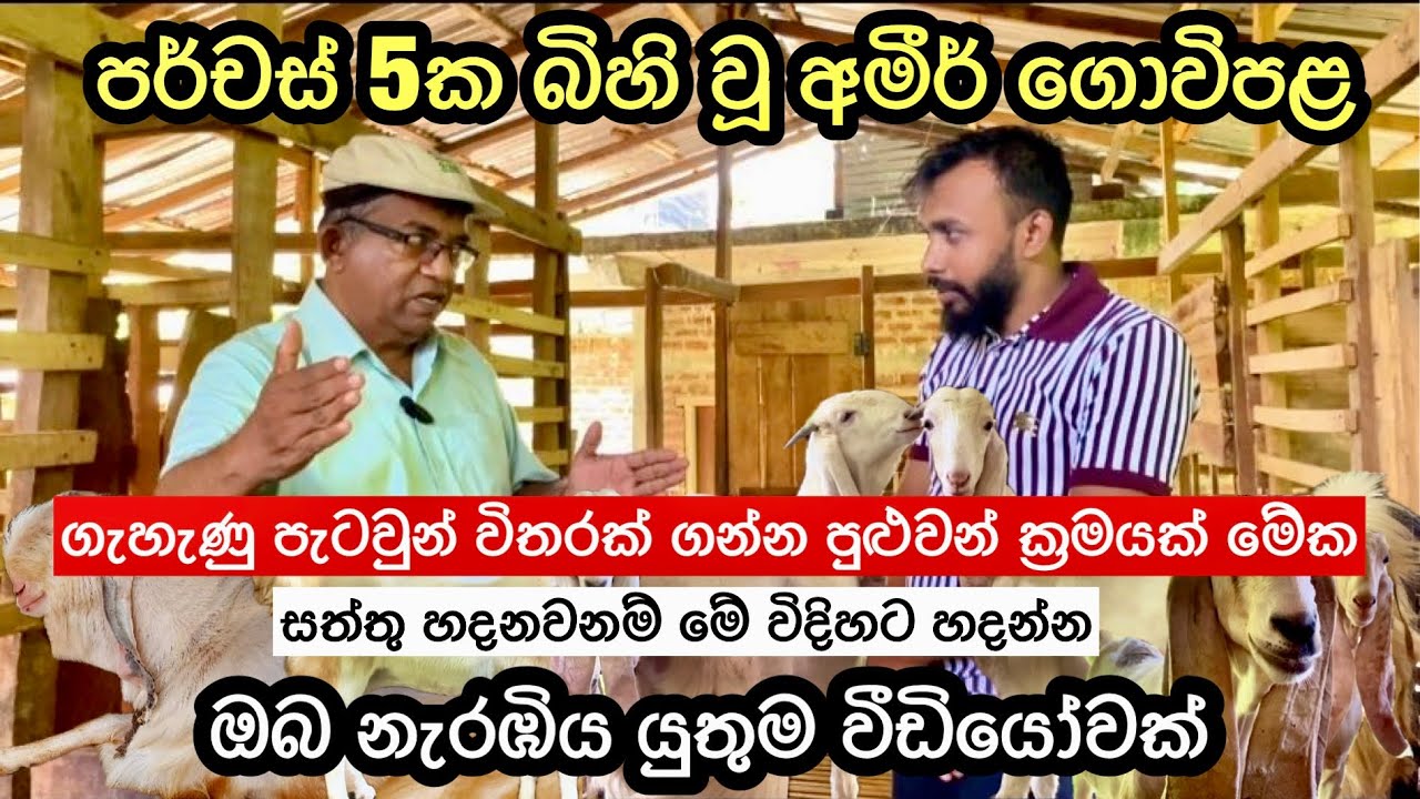 පර්චස් පහක් තුළ බිහි වූ අමීර් එළුවන් අභිජනන ගොවිපළ🐐/Ameer Goat Breeding Farm🐐🇱🇰#goat farming #agro