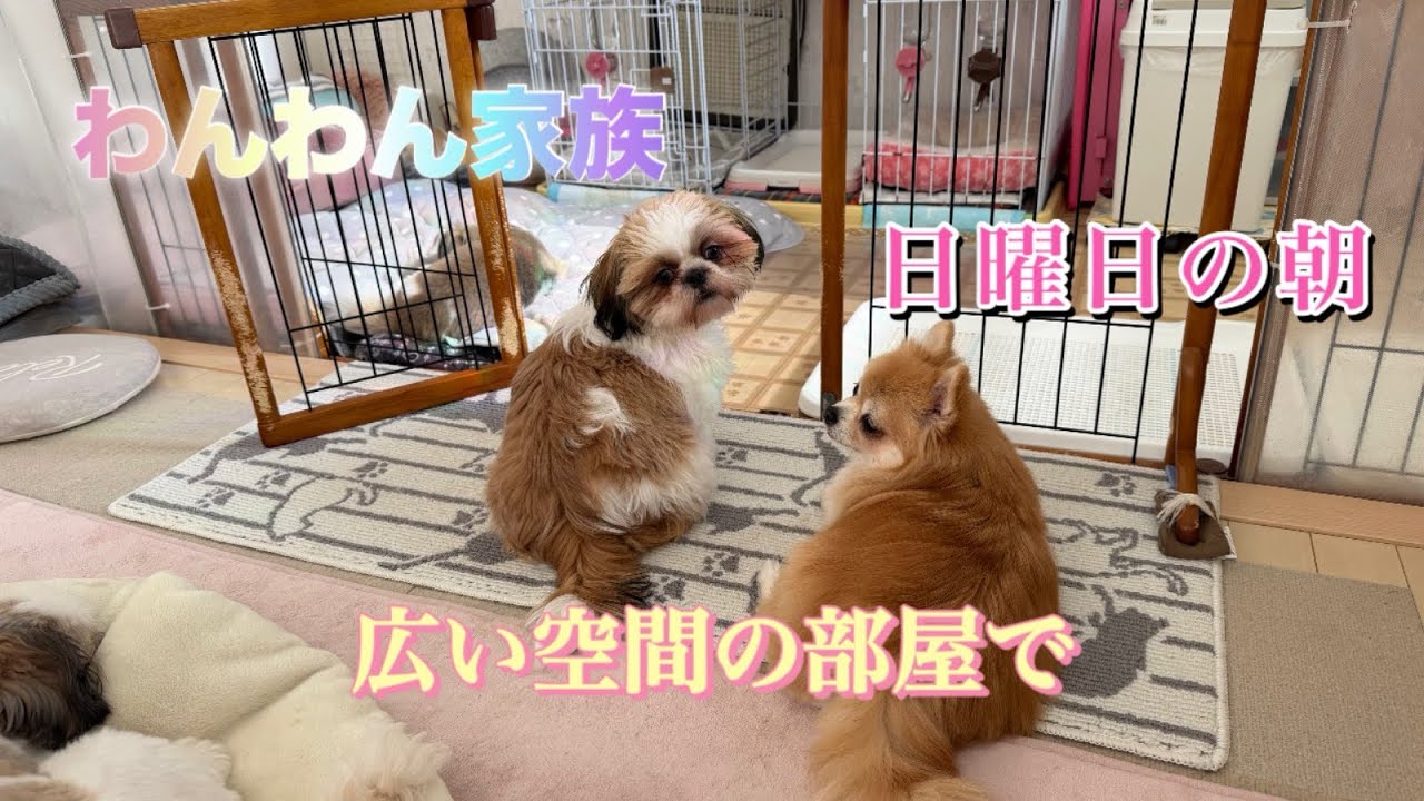 【わんわん家族】子供達がリビングで....＃犬のいる生活＃多頭飼い＃ポメラニアン＃シーズー＃ミックス犬＃パピー＃癒し＃リビング