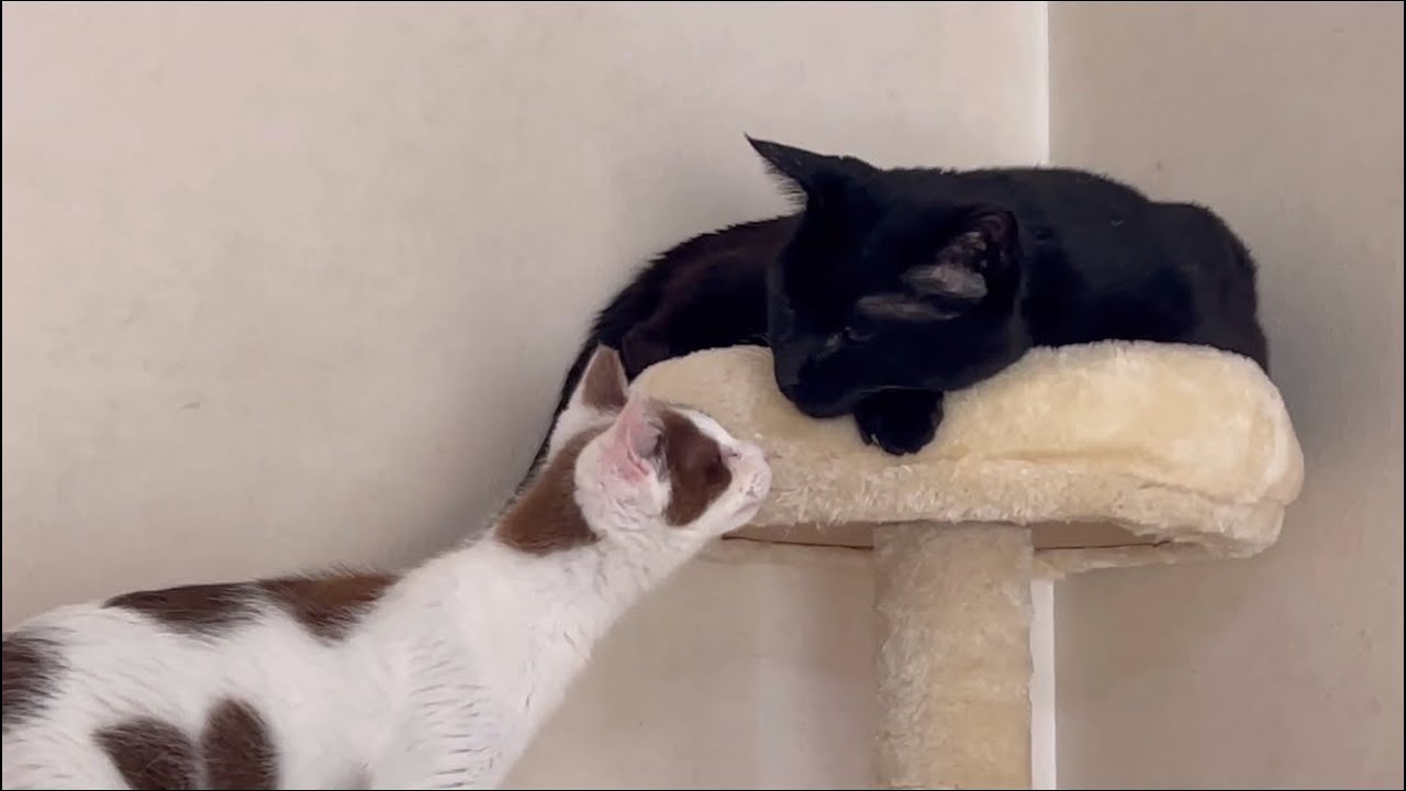 徐々に元気になってきました。豆大福です #ねこ #ほごねこ