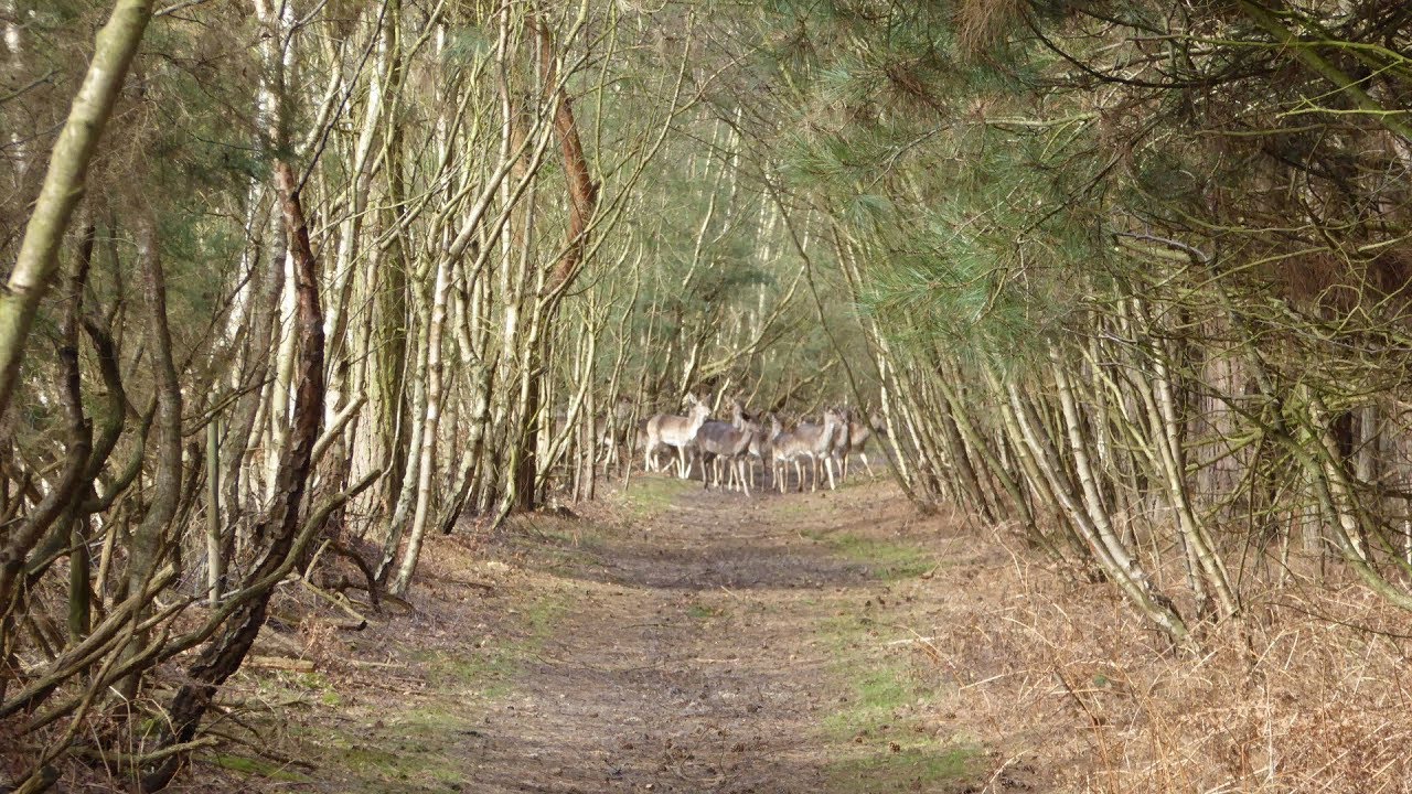 Rendlesham Forest Woodland Walk Scenery - Suffolk Walks - Tour England Walking Holidays UK