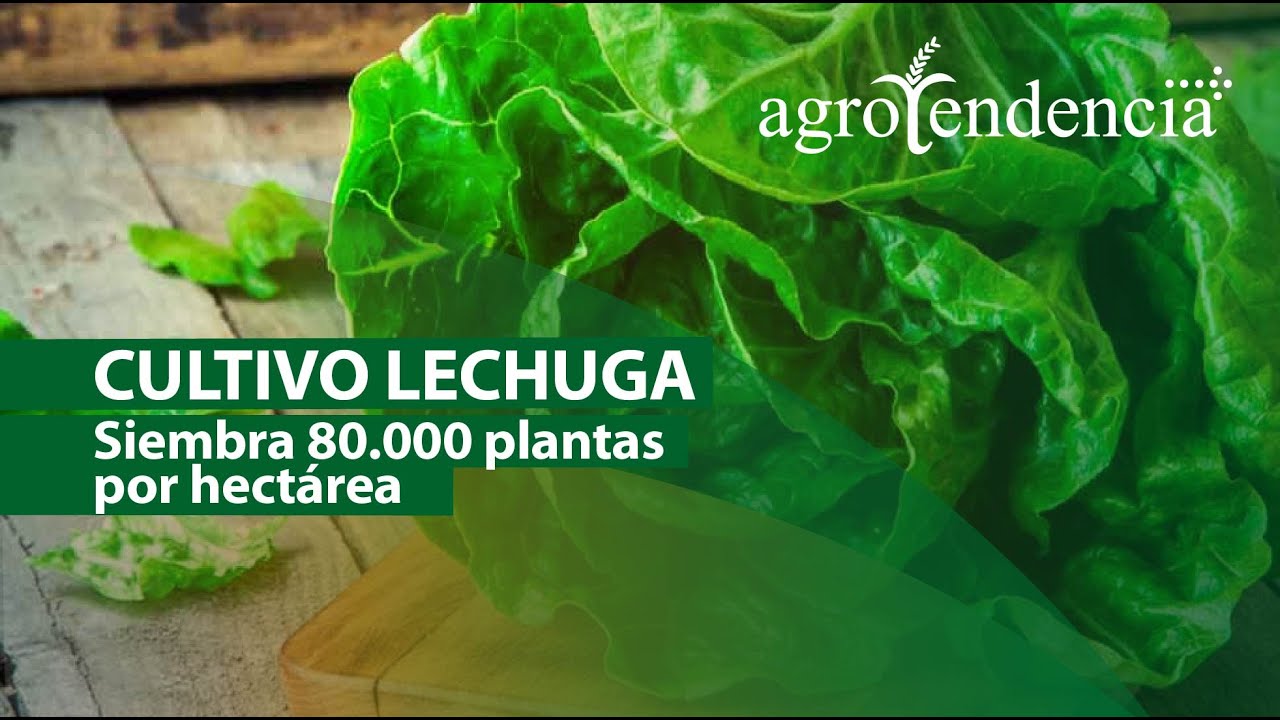 Cultivo de LECHUGA | ¿Cómo se produce esta hortaliza?