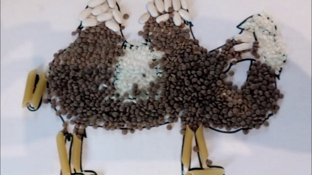 A contar cacas
