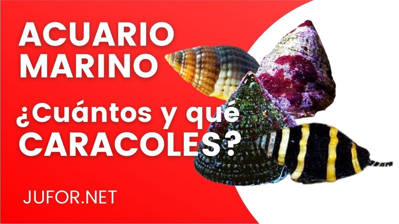 ¿Cuántos CARACOLES Y CUÁLES meto en mi ACUARIO MARINO?