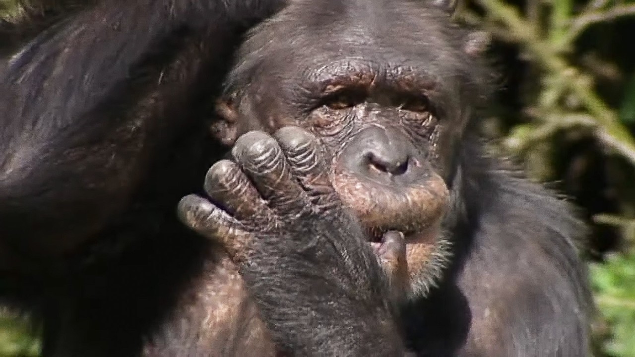 One Hour of Animal Care in Action: Chester Zoo's Incredible Stories | Zoo days