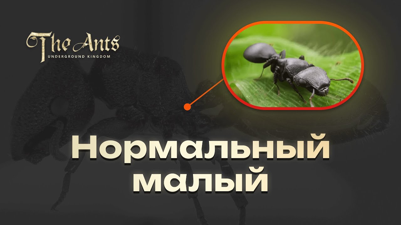 ЧЕМОДАН или Щитоголовый муравей-черепаха: нормальный малый