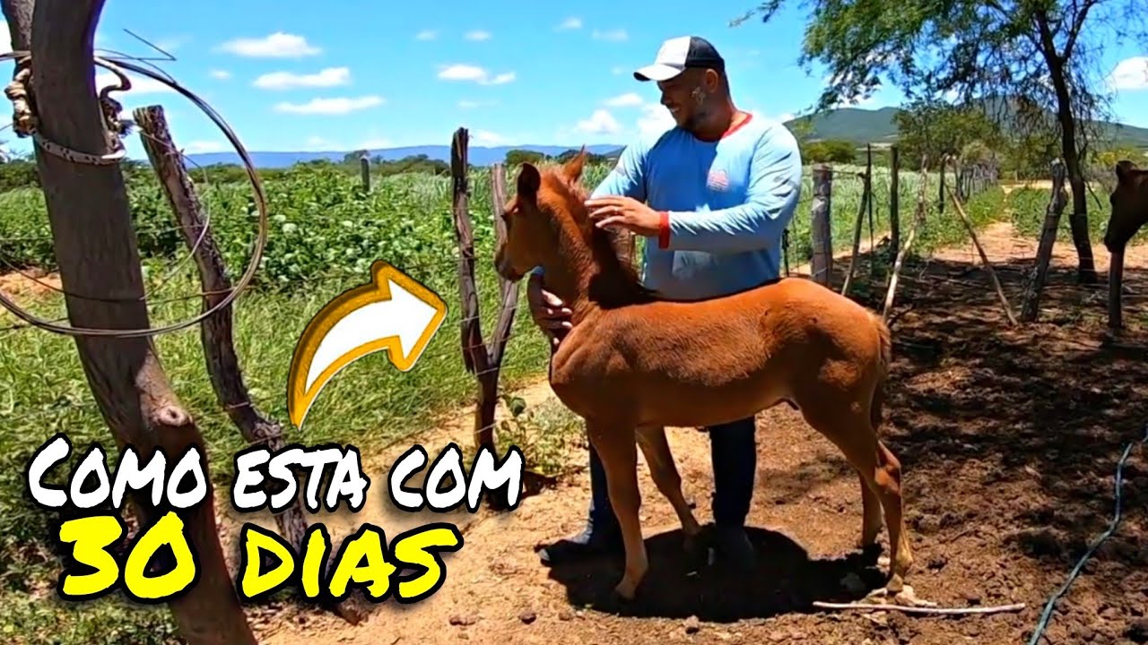OLHA COMO ESTA O POTRINHO QUARTO DE MILHA DA ÉGUA BALANGA COM 30 DIAS  DE VIDA  #animais 