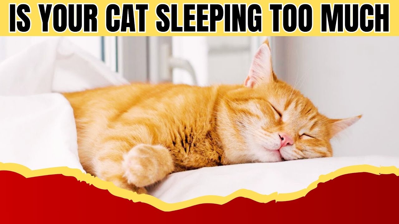 Why Do Cats Sleep So Much