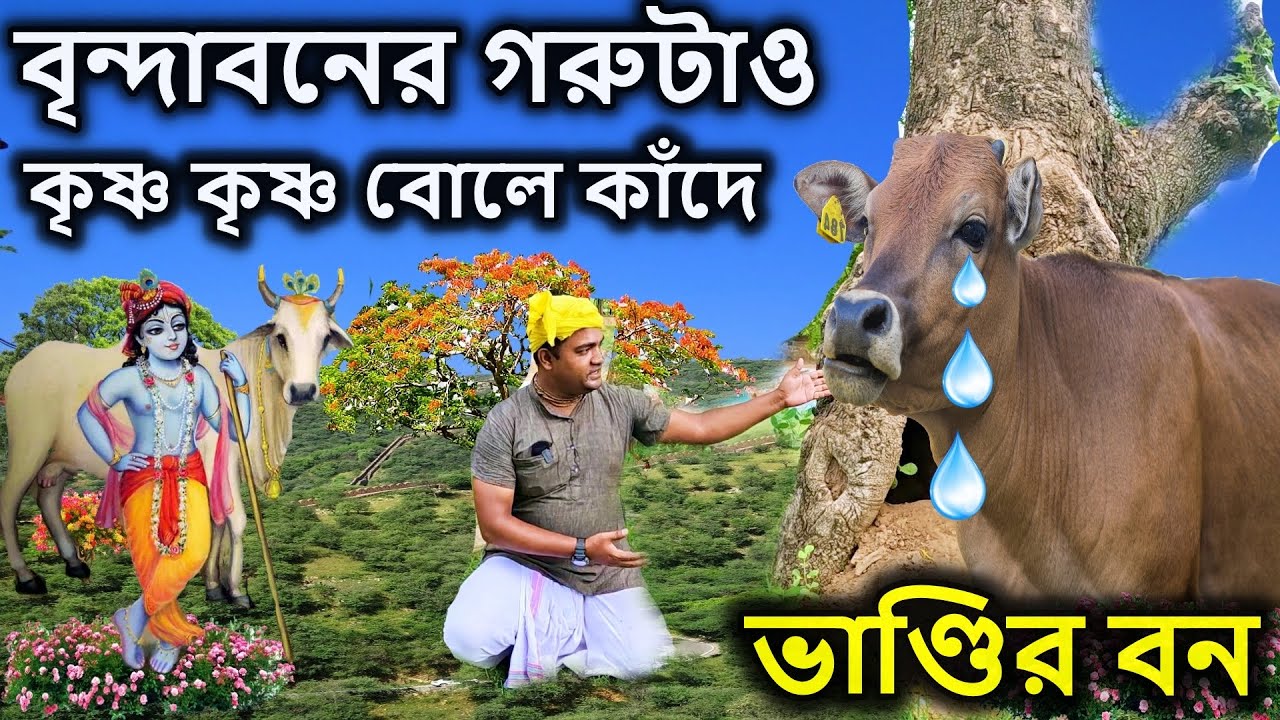 বৃন্দাবন, অবুঝ গরুটাও কৃষ্ণের জন্য কেঁদে কেঁদে পাগল। brindabon, বৃন্দাবন দর্শন, vrindavan,