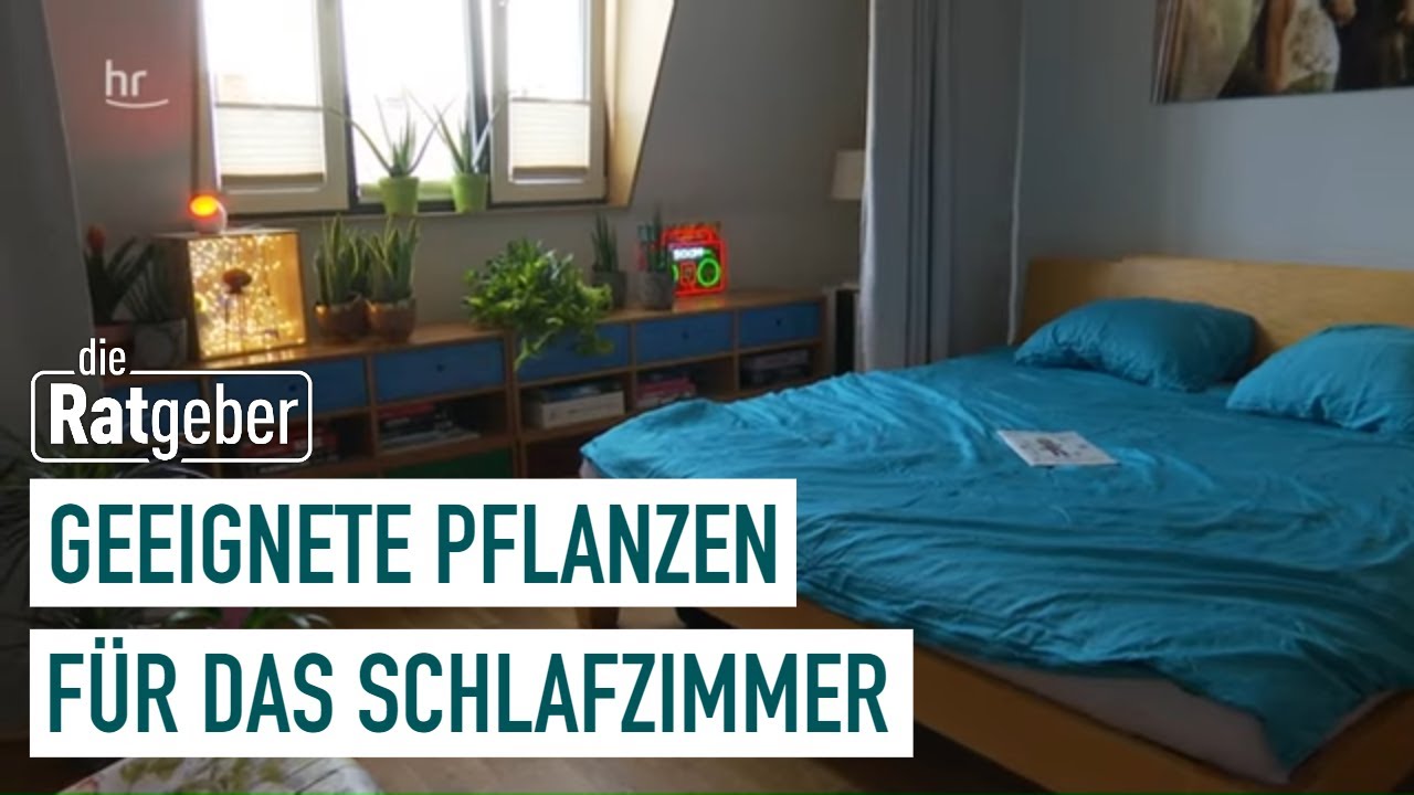 Schlafzimmerpflanzen – Die Multitalente unter den Zimmerpflanzen | Die Ratgeber