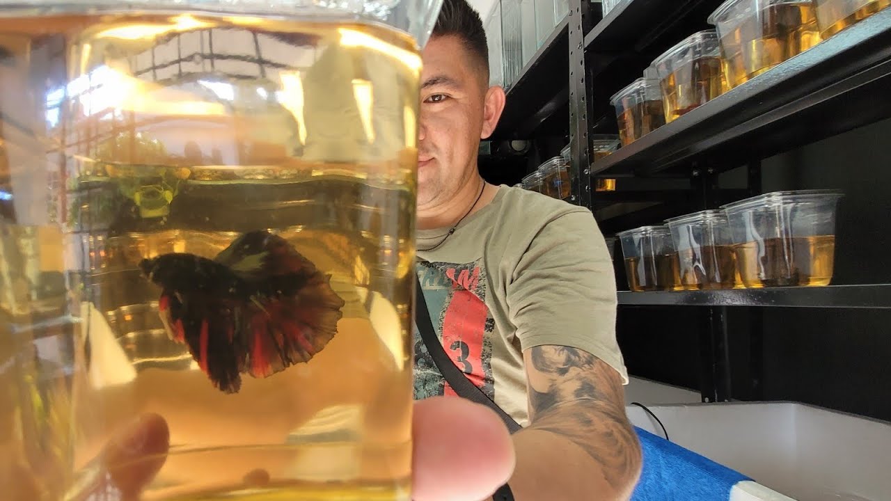 Estos son los PECES BETTA IMPORTADOS de mi local en Iztapalapa CDMX