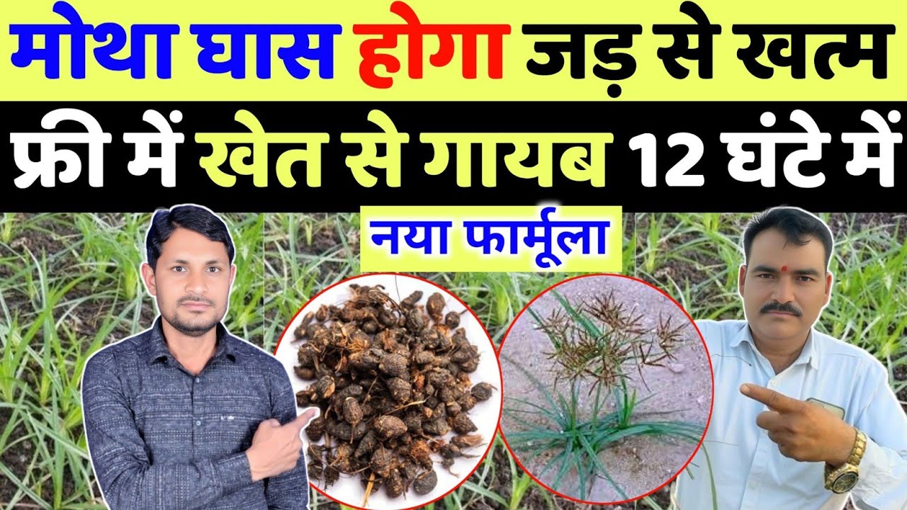 अब मोथा घास होगा जड़ से खत्म | motha ghas ko jad se kaise khatam kare | motha ghas marne ki dawa