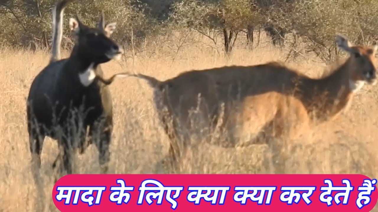 Nilgai kitna excited hota hai milan ke liye #animals #wildlife #wildcowindia #farming