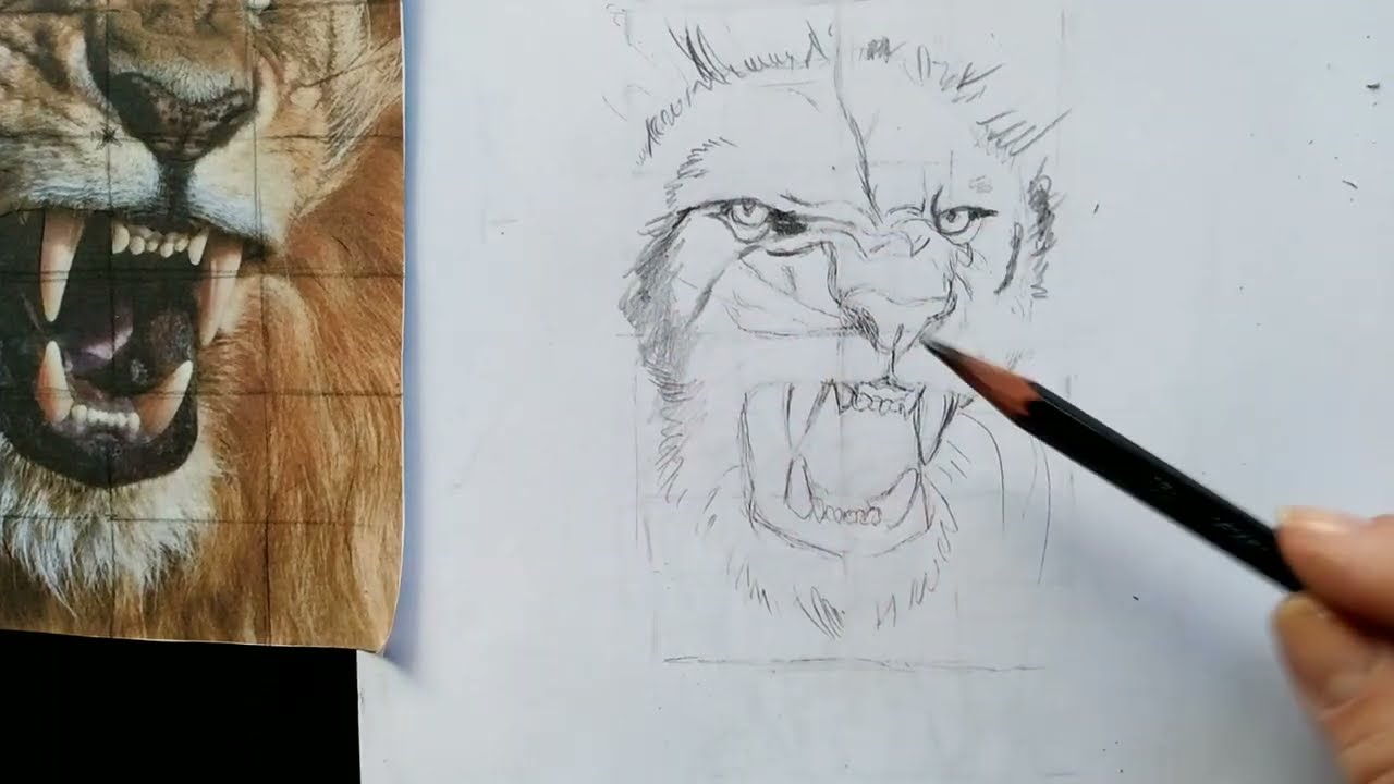 como desenhar um leão realista : esboço