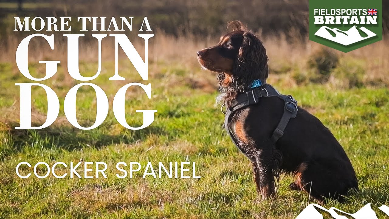 More than a gundog: the cocker spaniel