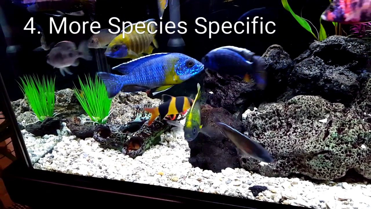 African Cichlids: 5 Things I'd Do Different if I Was Starting Over