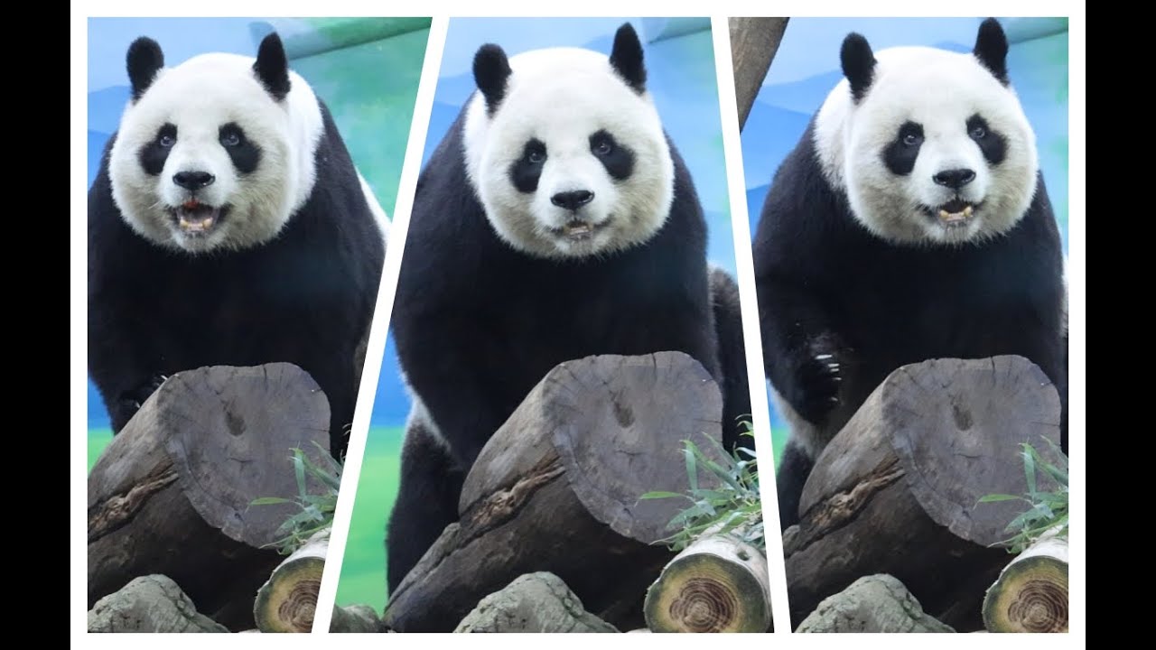 20251231 不玩行豐沒開獎 圓圓吃飽就上床(午餐) Giant Panda Yuan Yuan