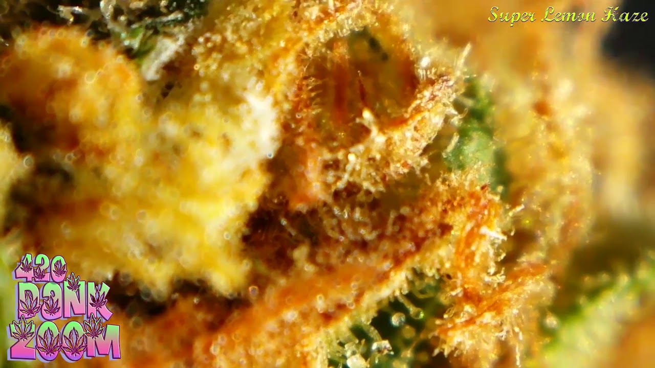 Super Lemon Haze - Close UP!