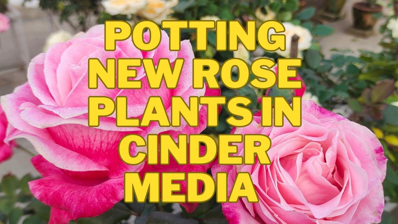 How to pot new rose plants in cinder media | Online nursery | Application of mycorrhiza in new plant