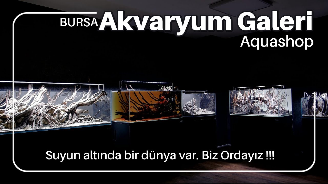Akvaryum Galeri I Aquashop Bursa