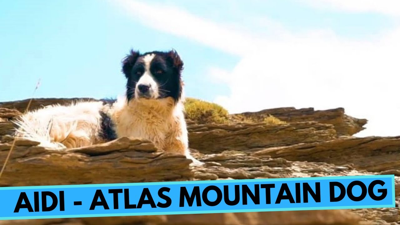 Aidi - Atlas Mountain Dog - Facts and Information