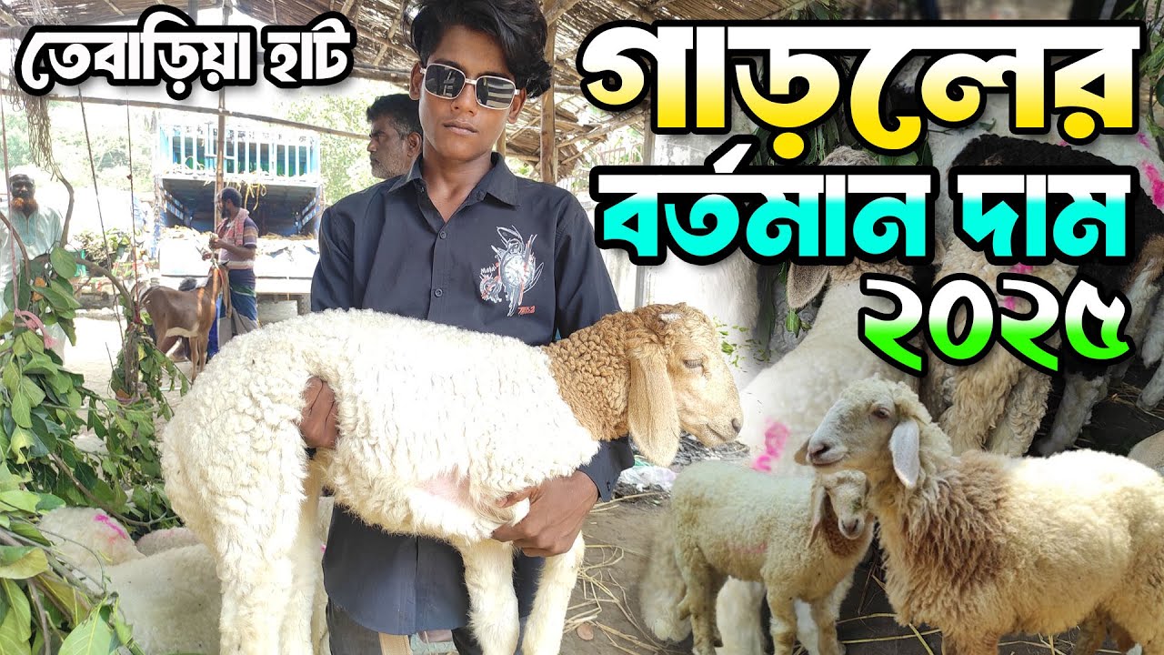 গাড়লের বর্তমান দাম জানুন নাটোর তেবাড়িয়া হাট থেকে।গাড়লের দাম 2025 । Garol price in Bangldesh 2025