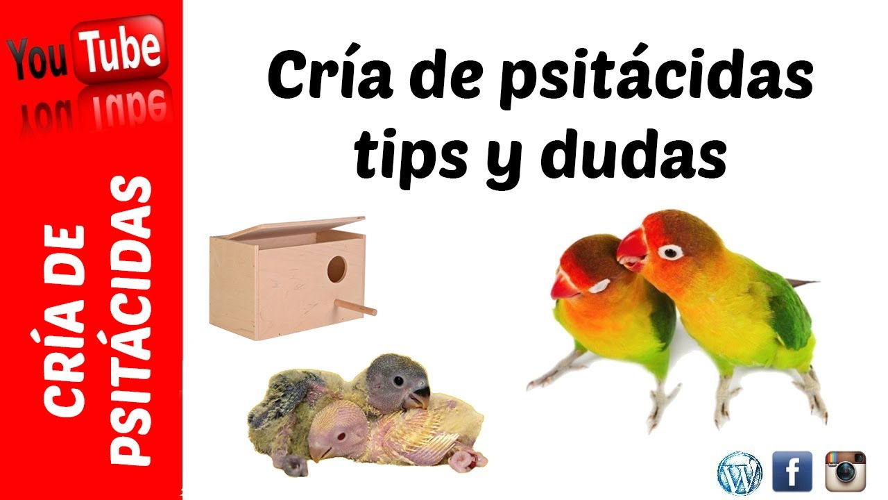 Reproducción de psitácidas - Tips y dudas !