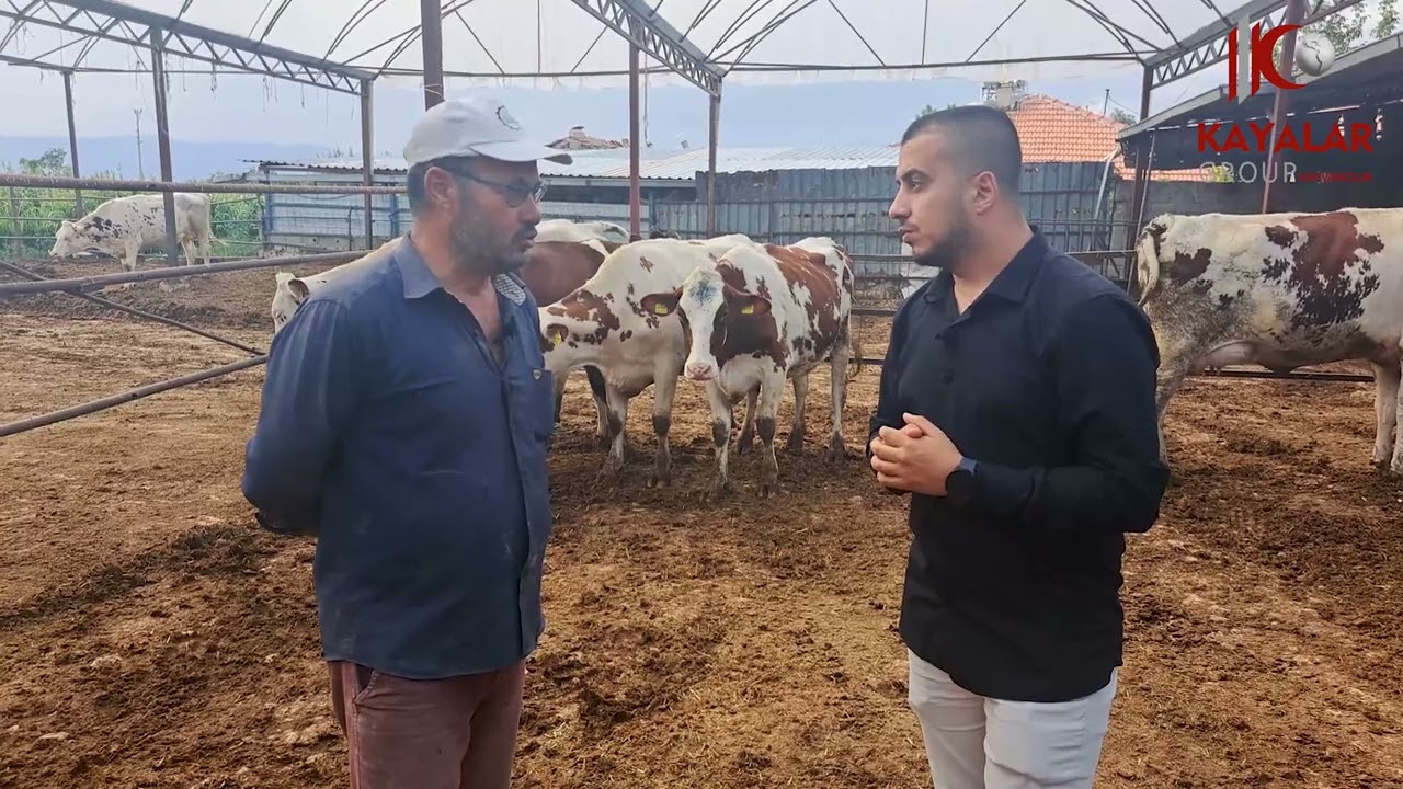 Haziran'da Teslimatını yaptığımız Red Holstein Düvelerimiz ilk doğumları gerçekleştirdi.