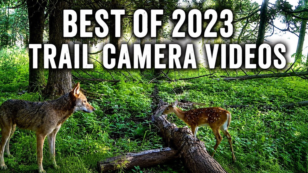 Best Trail Camera Videos of the Year (2023) - Trail Cam Videos