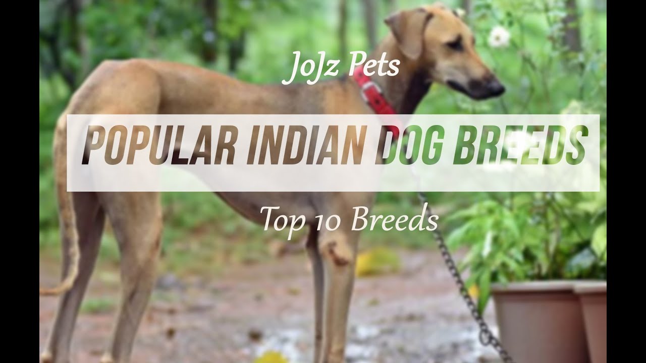 Top 10 Indian Native Dogs breeds