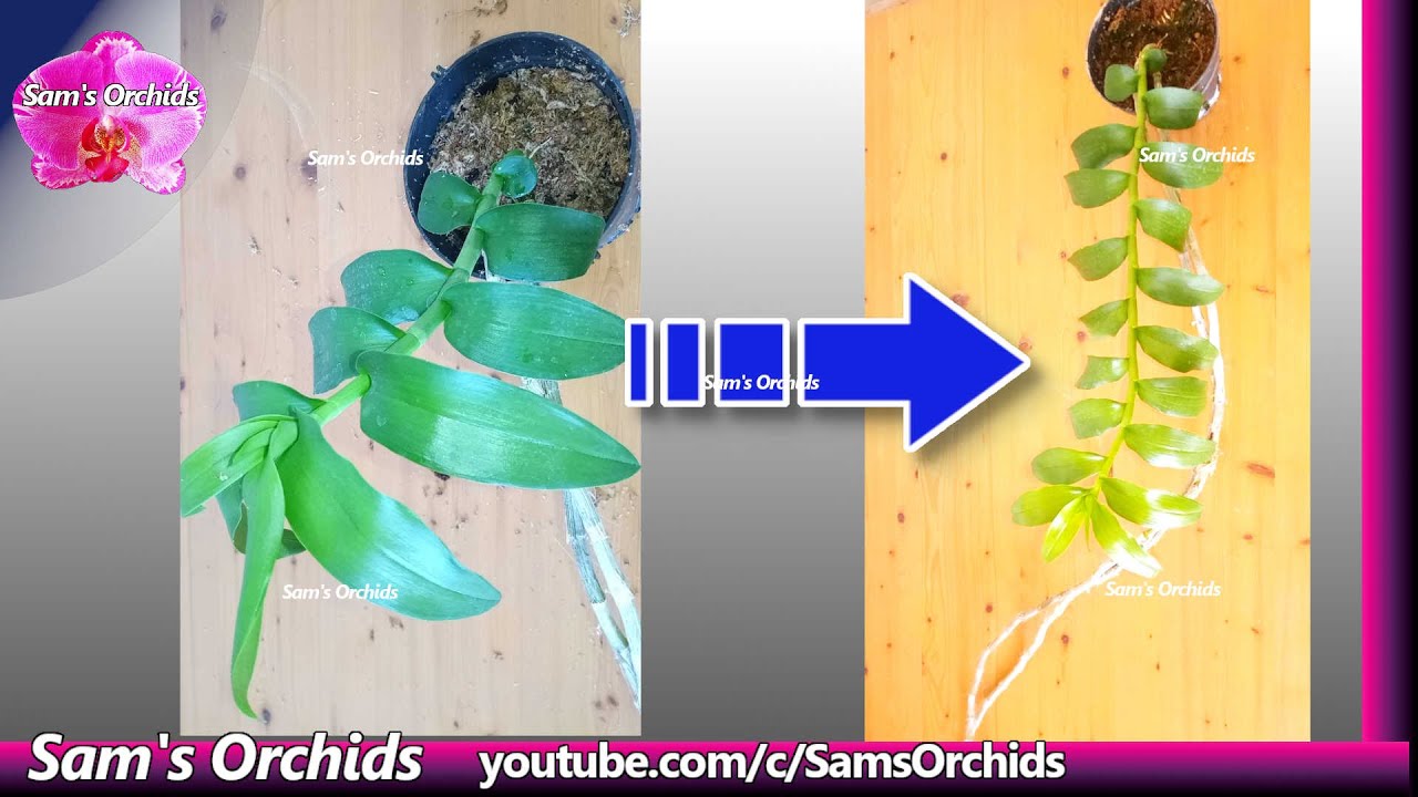 𝘿𝙚𝙣𝙙𝙧𝙤𝙗𝙞𝙪𝙢 𝙖𝙣𝙤𝙨𝙢𝙪𝙢 var. 𝙖𝙡𝙗𝙖 orchid & old sphagnum moss