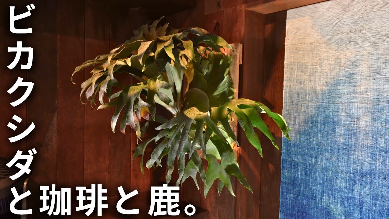 【ビカクシダと珈琲と鹿に癒された日】観葉植物/コウモリラン