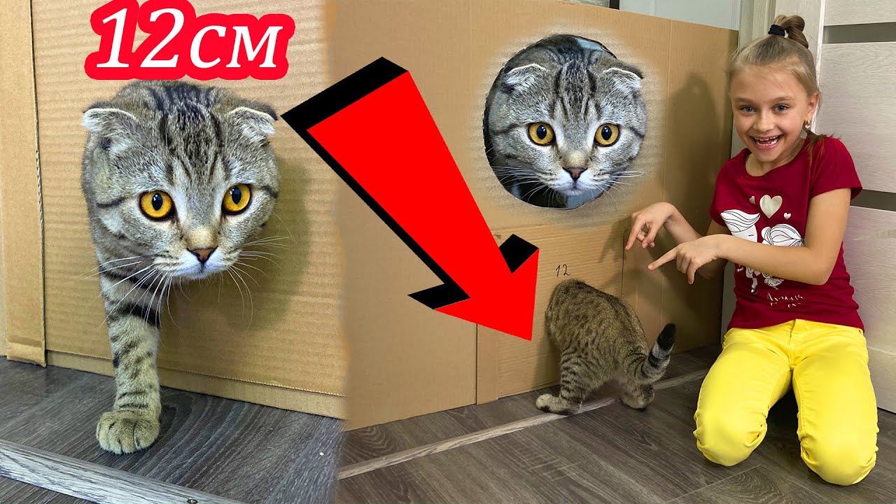 КОШКА ЛОЛА приколы и пранки с котами