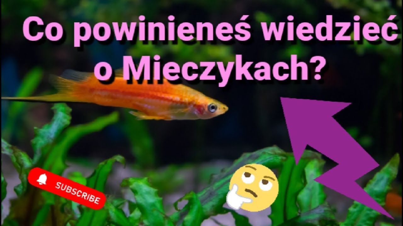 MIECZYK - CO POWINIENEŚ WIEDZIEĆ?