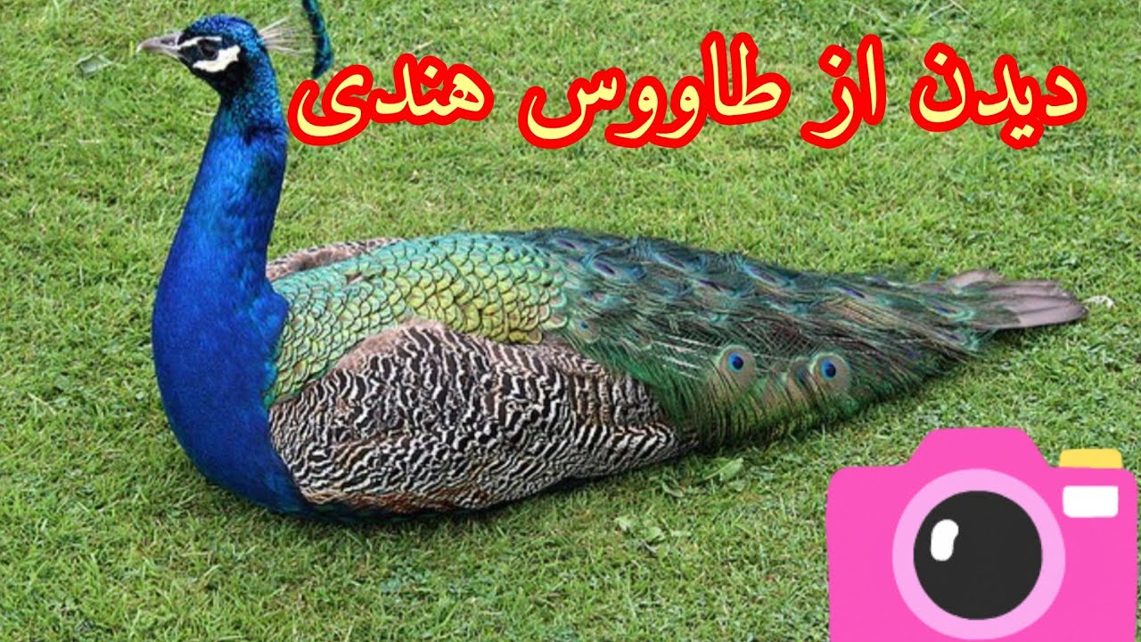 هندوستان نرفته رفتم طاووس هندی دیدم 😲 و آخر شب رفتم دنبال دیان کوچولو 🥰
