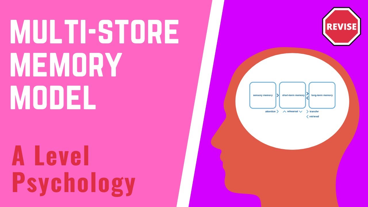 A Level Psychology - The Multi-Store Memory Model