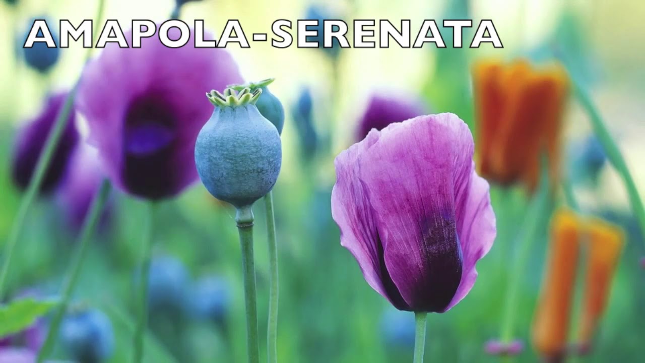rumba beguine AMAPOLA SERENATA