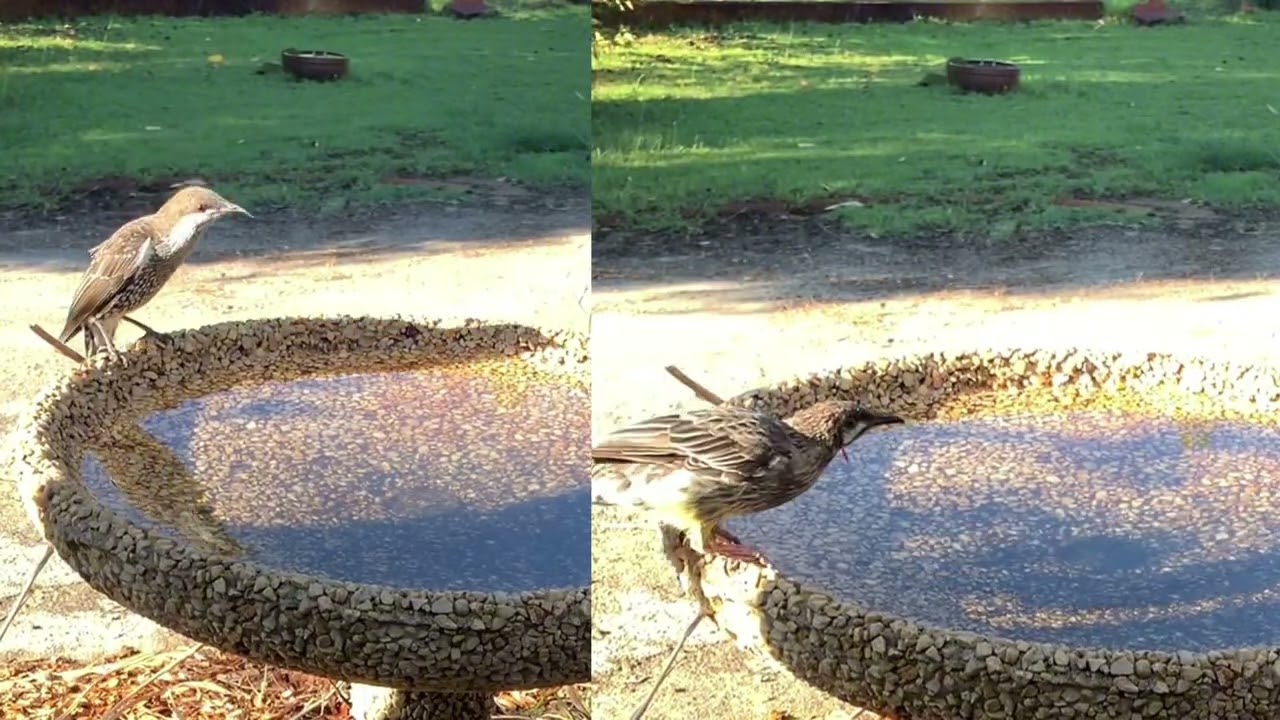 Western Wattlebird v Red Wattlebird 