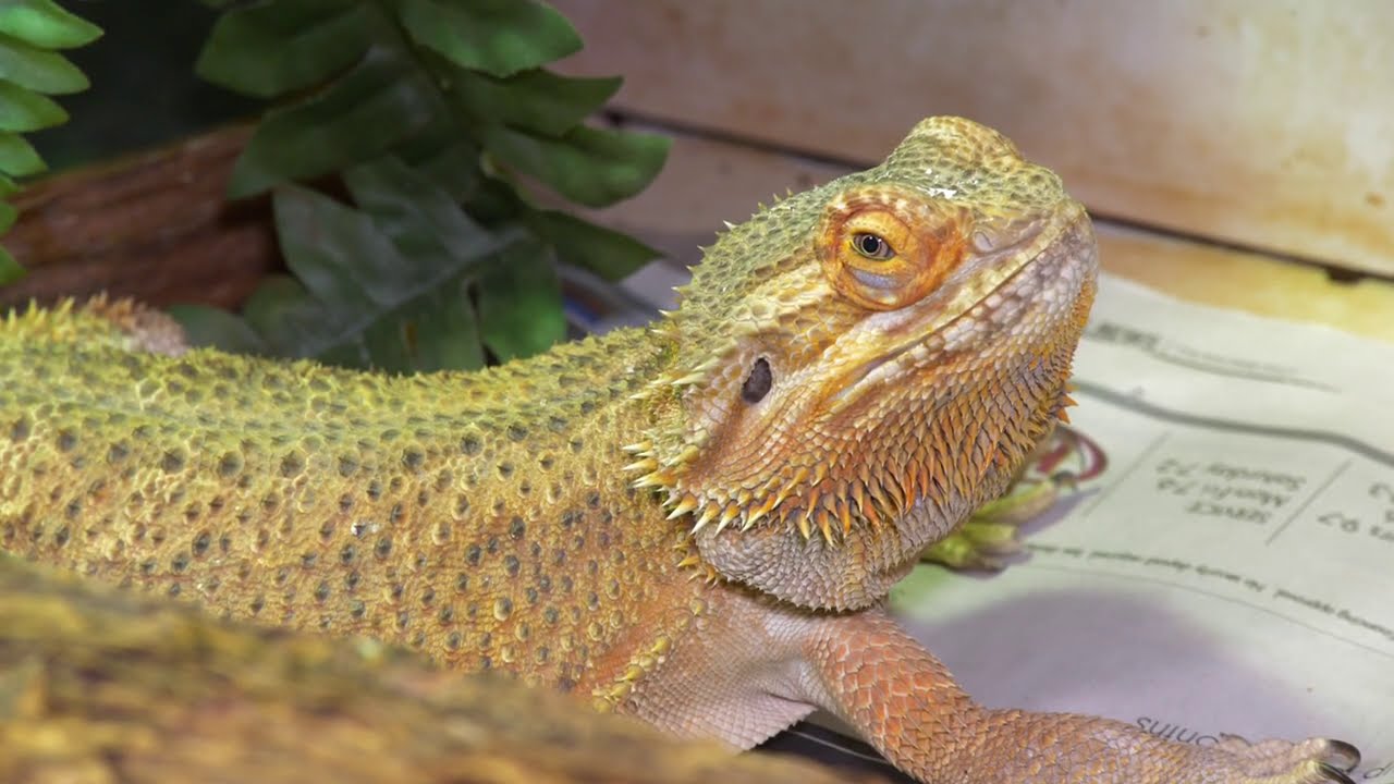 BEARDED DRAGON RESCUED FROM ABANDONED HOME IN WINTER EP1 | NO HEAT NO UVB FOR MONTHS LETS SAVE HER!