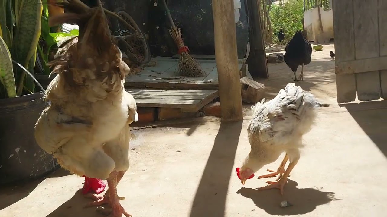 COLOCANDO ARROZ PARA AS GALINHAS 