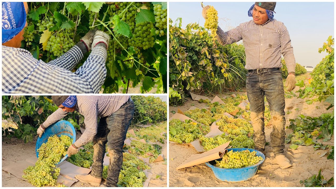 UVA🍇DE PASA POR CONTRATO EN SELMA CÁ/ AMAZING GRAPES