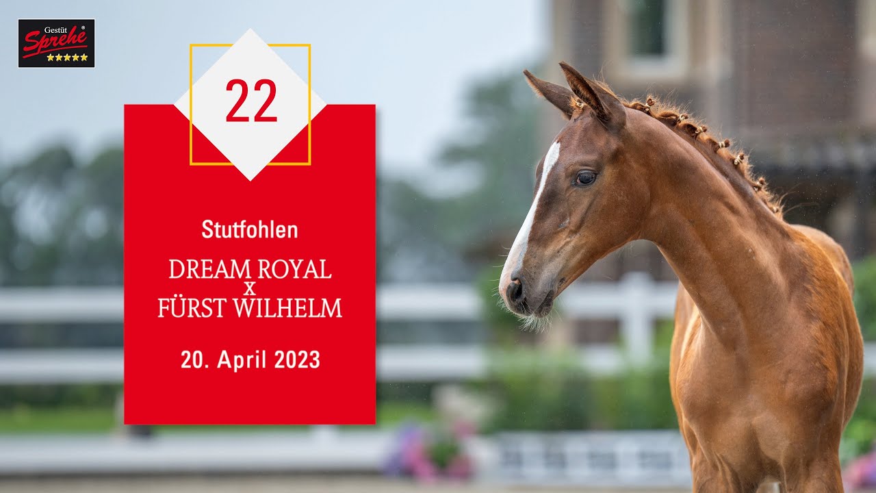 22 Stute v. Dream Royal - Fürst Wilhelm