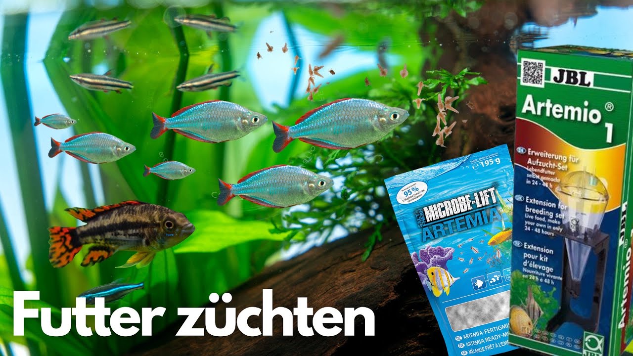 Lebendfutter selbst züchten!