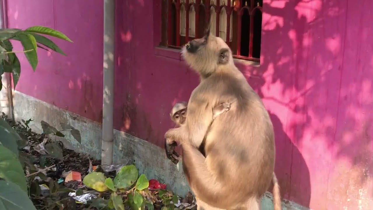 হনুমান গুলো কি খাচ্ছে দেখো। Hanuman eat🙉👍#viral #hunuman 