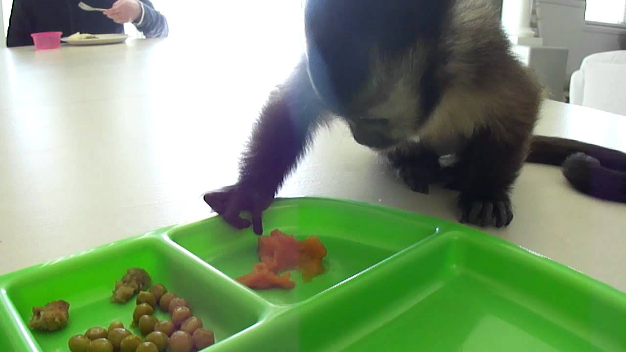 baby monkey nalas FIRST Turkey Day