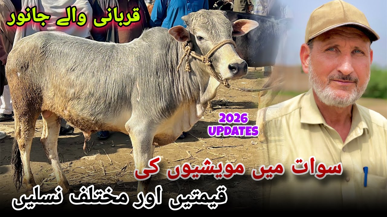 Livestock prices and different breeds in Swat | Khyber Social Tv