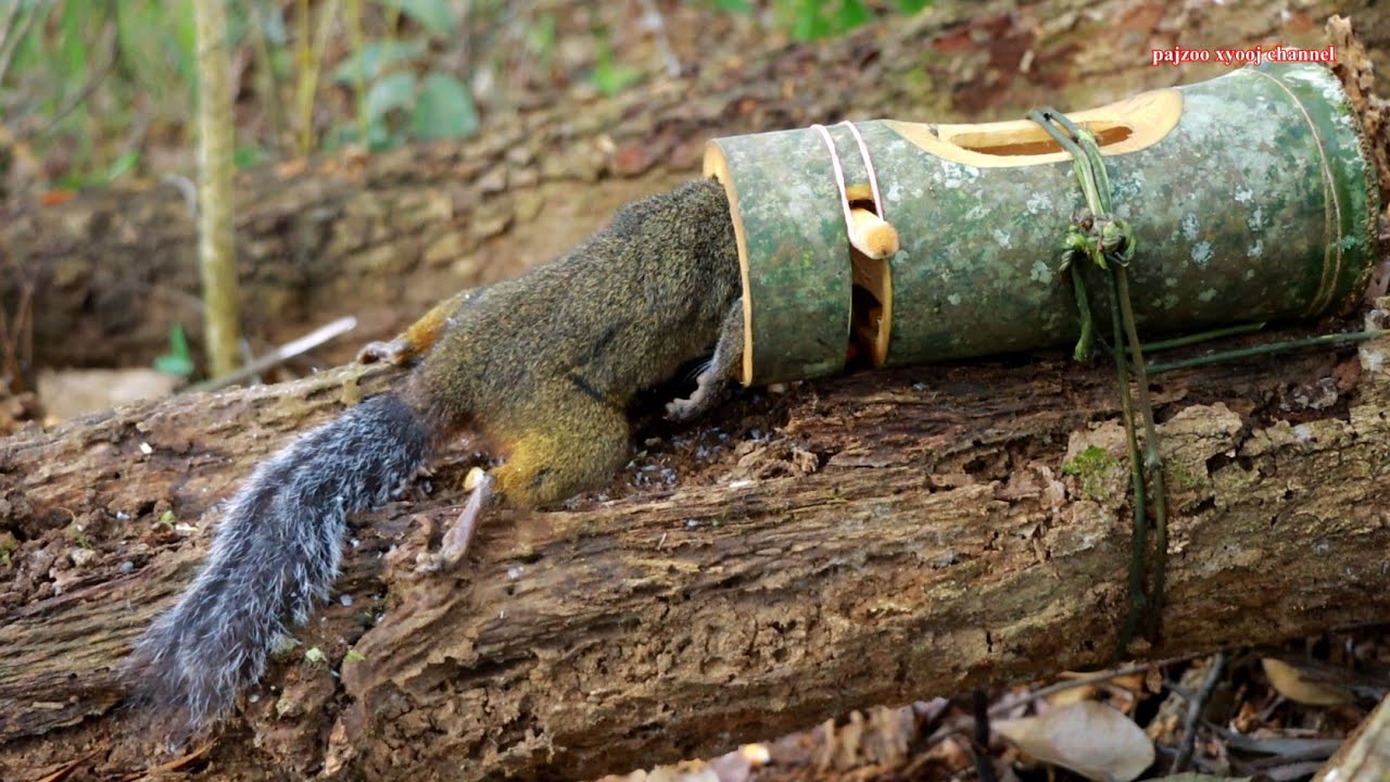 สาวดอย สร้างกับดักกระรอกแก้มแดงในป่า Hunting create a squirrel trap in the jungle