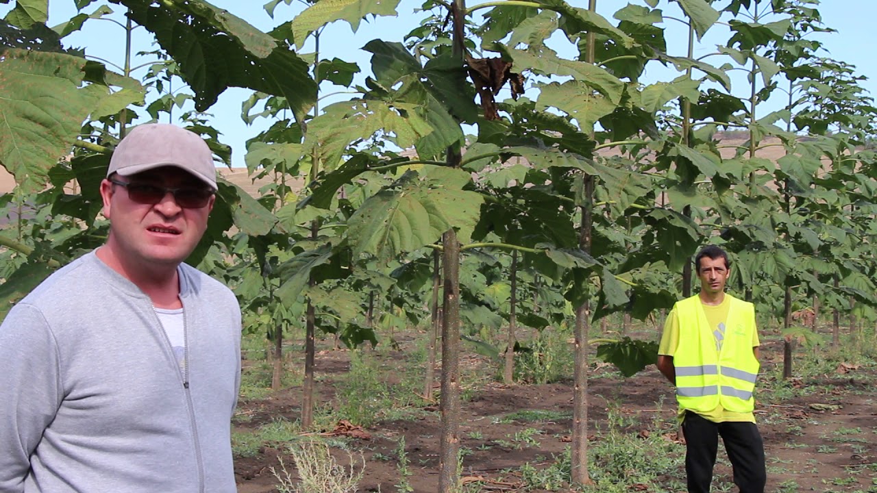 Paulownia  ( radacini ajunse la panza freatica in primul an de crestere) !!!!