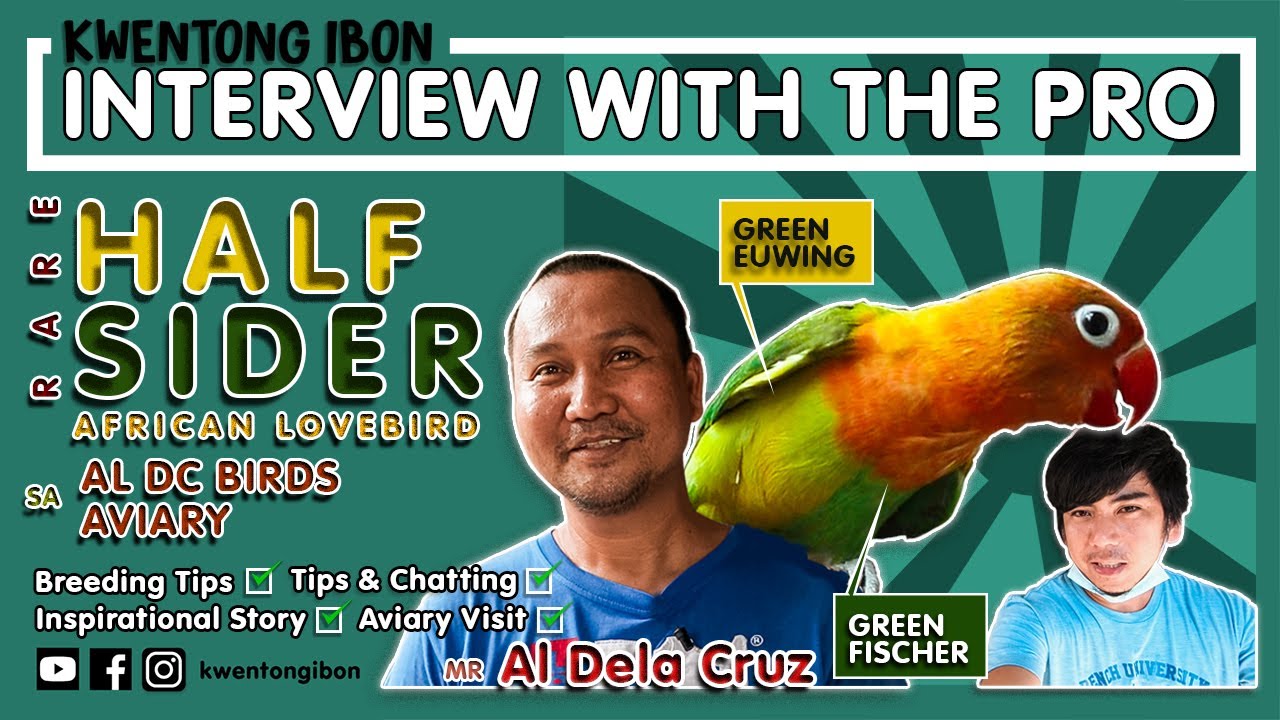 RARE HALF SIDER AFRICAN LOVEBIRD PARENTS REVEALED | AVIARY VISIT SA AL DC BIRDS AVIARY WITH AL DCRUZ